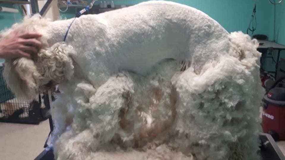 Un chien se faisant tondre.